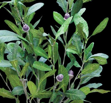 Live Oak Bush ID# OKLB48F