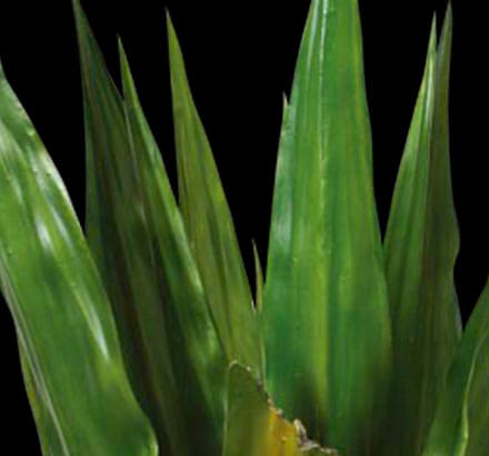 Sisal Agave Plant ID# P42651PS