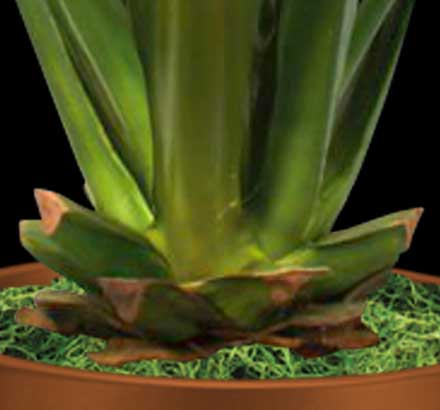 Sisal Agave Plant ID# P42651PS
