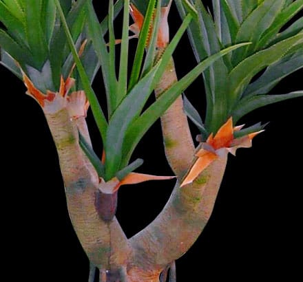 Pandanus Palm Tree ID# P564251TAS