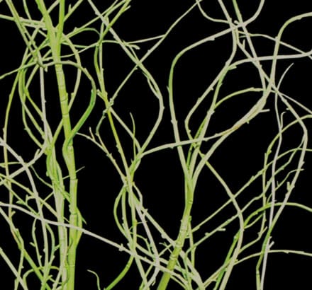 Palo Verde Plant ID# PVD236