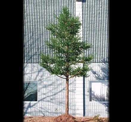 Rocky Mountain Pine Foliage ID# PRM#38