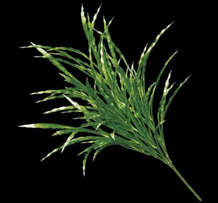 Artificial Foliage Ribbon Grass ID# GRB++21F
