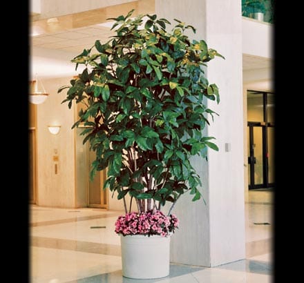 Giant Schefflera Spray ID# SC#19