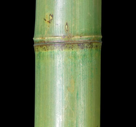 Artificial Bamboo Plant ID# 12322