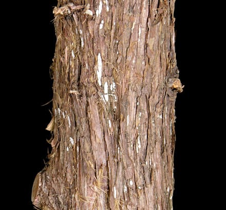 Limber Pine Bush ID# PLBB72+