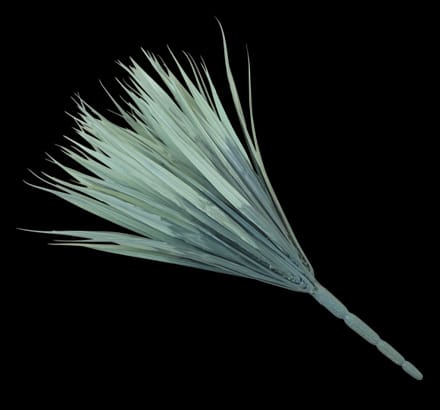 Vanilla Grass Bush, Light Green ID# GRV#12LG