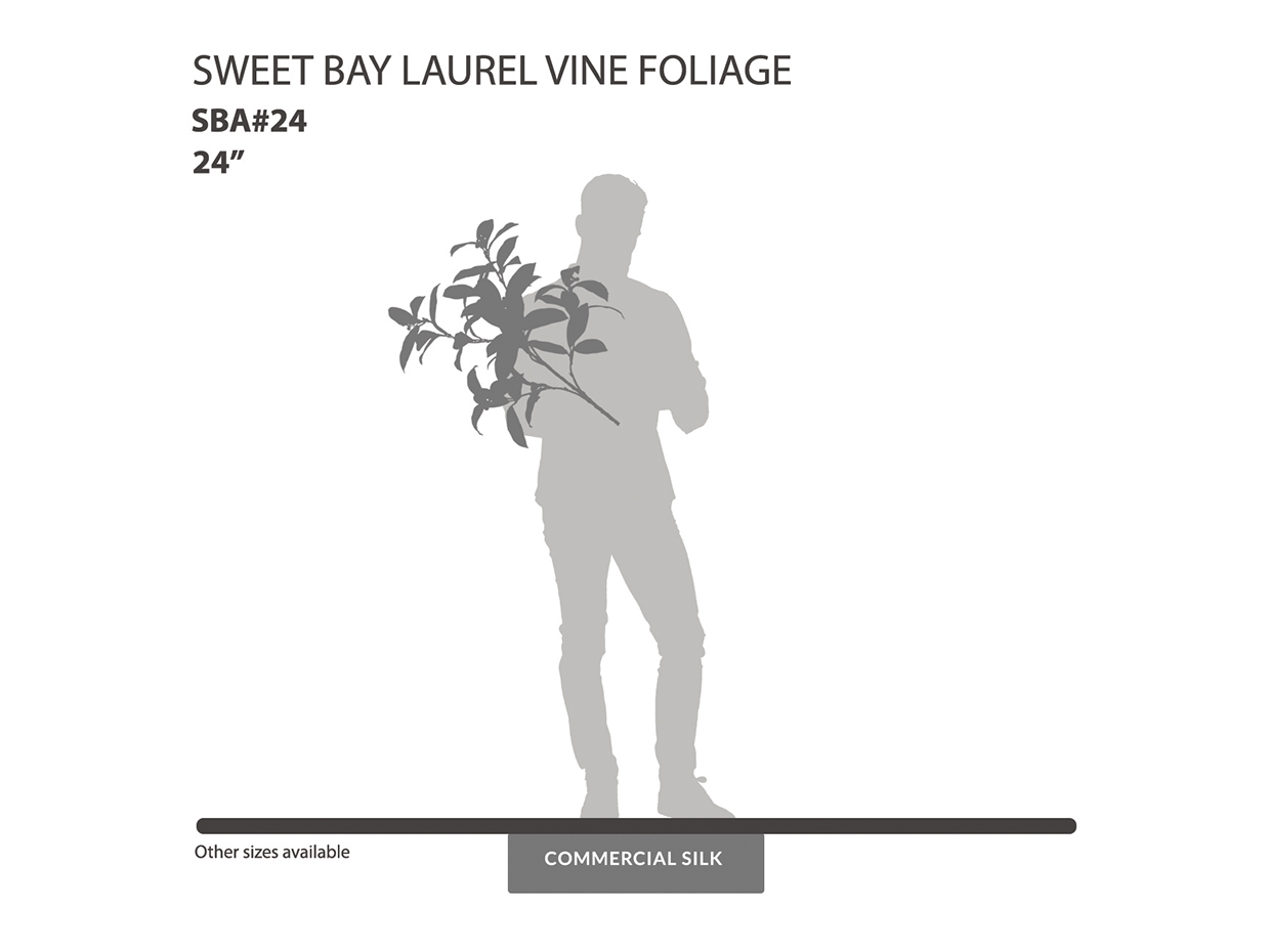 Sweet Bay Laurel Vine Spray ID# SBA#24