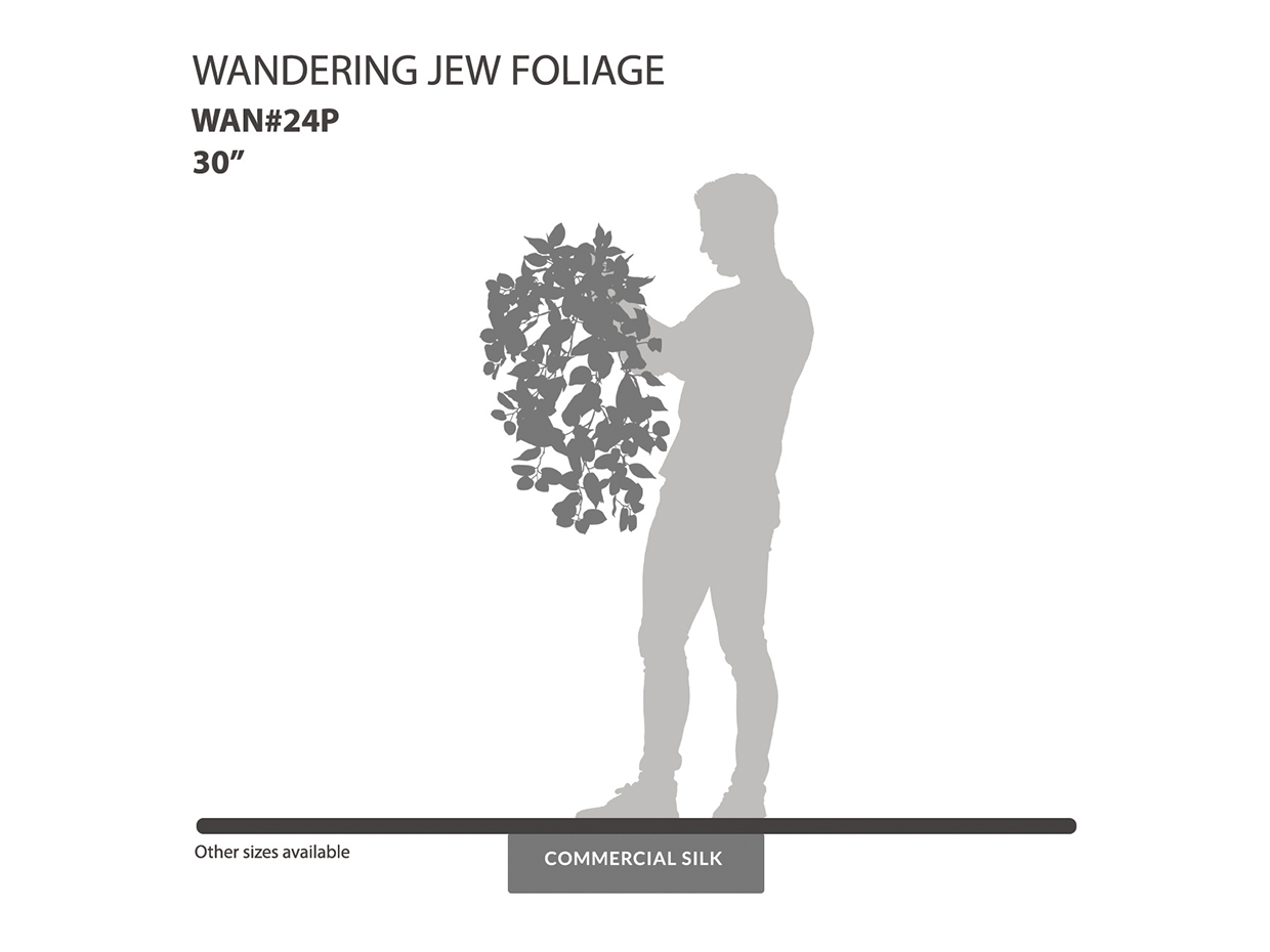 Wandering Jew Vine ID# WAN#24P