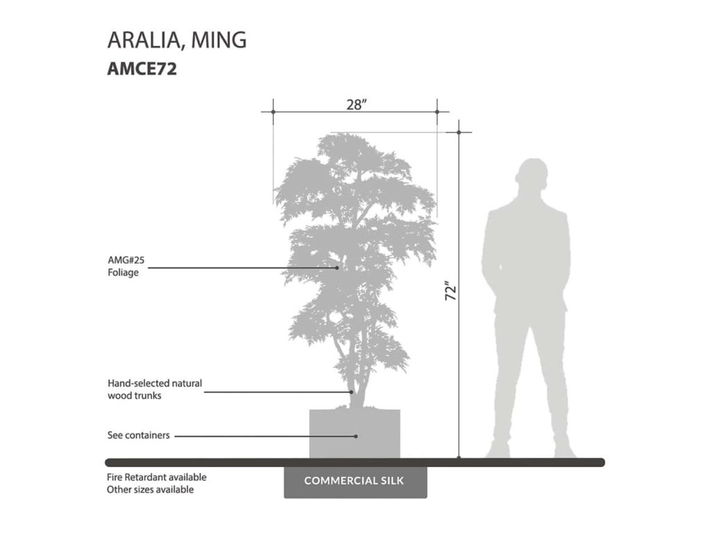 Ming Aralia Tree ID# AMCE72