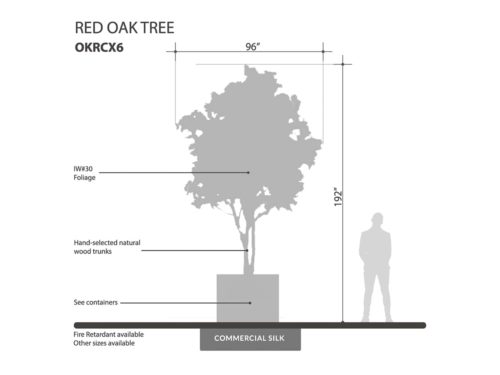 Red Oak Tree ID# OKRCX6