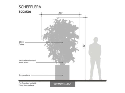 Umbrella Schefflera Tree ID# SCCMX0