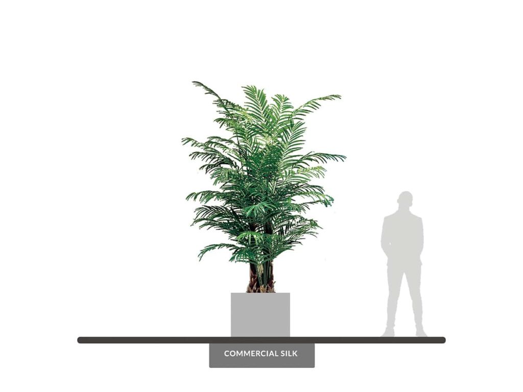 Areca Palm, 12' ID# APCMX0