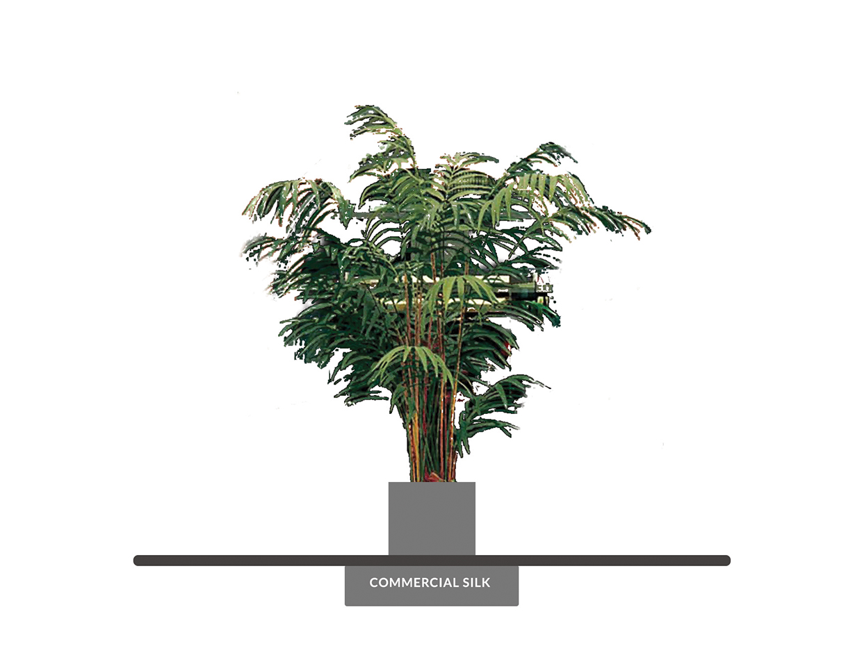 Kentia Giant Palm Tree
