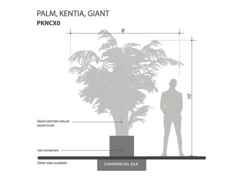 Kentia Palm Tree, Giant ID# PKNCX0