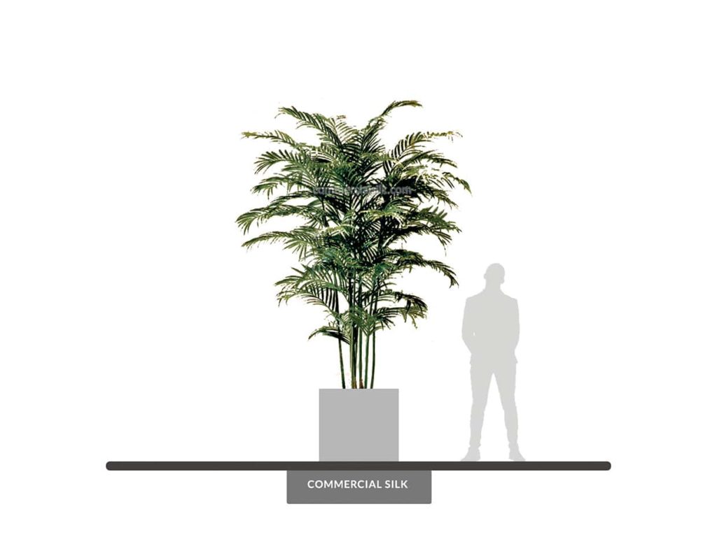 Butterfly Palm Tree, 10.5' ID# BUTCX0
