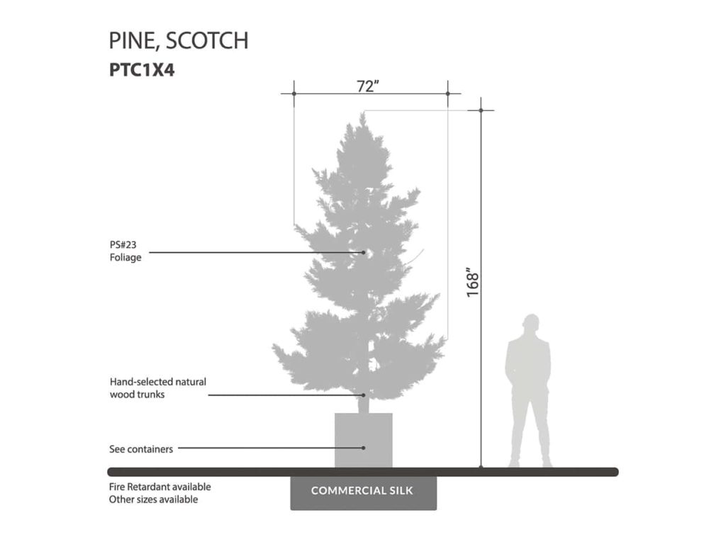 Scotch Pine Tree ID# PTC1X4
