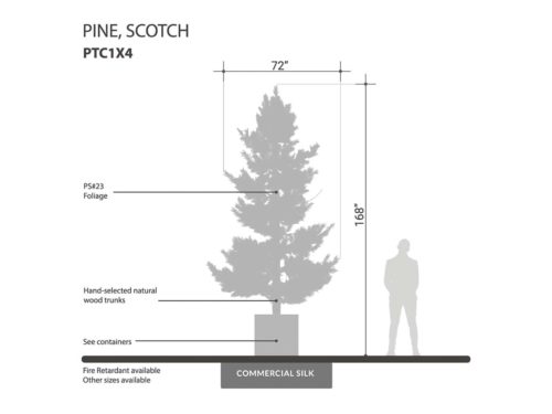 Scotch Pine Tree ID# PTC1X4