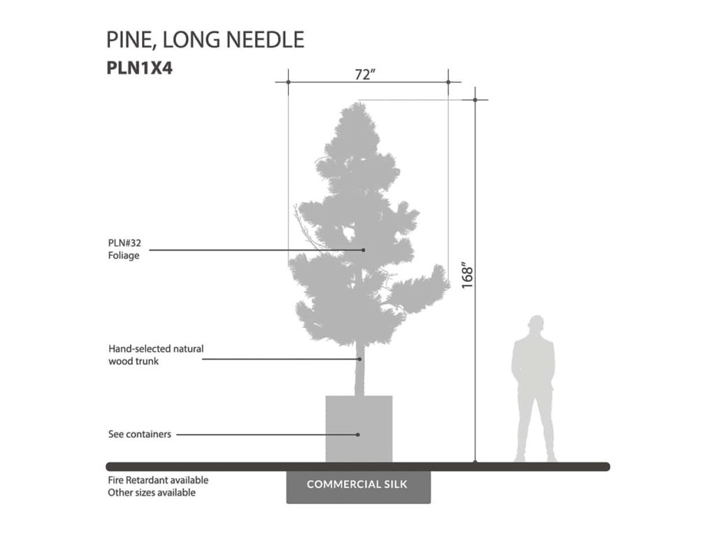 Long Needle Pine Tree ID# PLN1X4