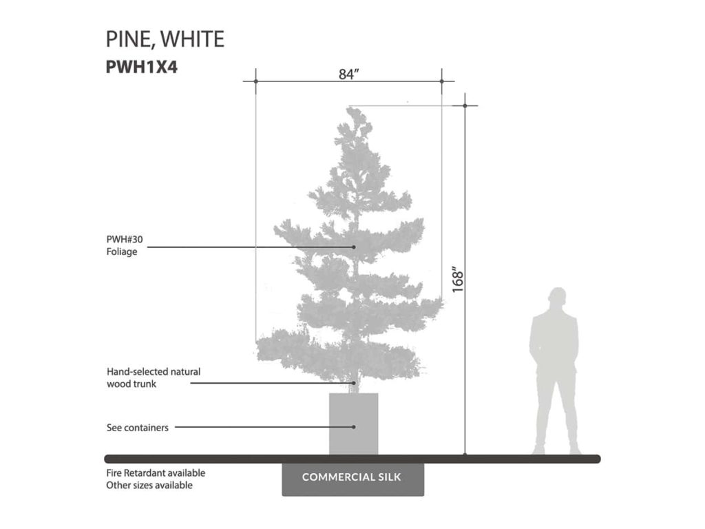 White Pine Tree ID# PWH1X4
