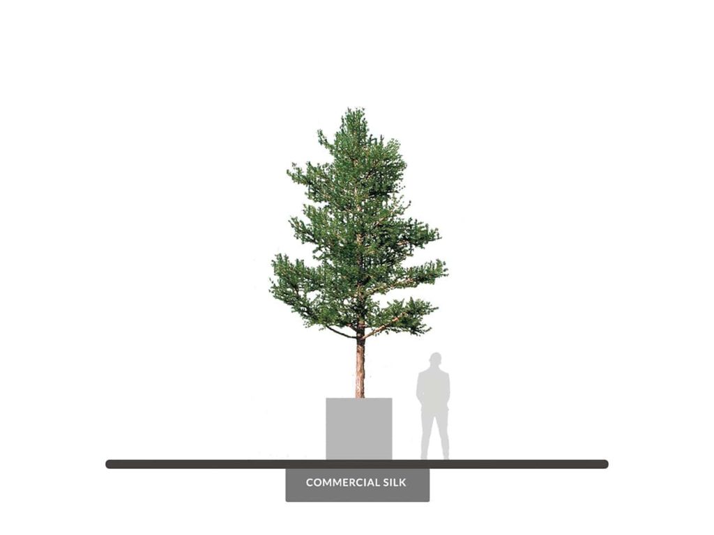 Rocky Mountain Pine Tree, 18' ID# PRM1X8