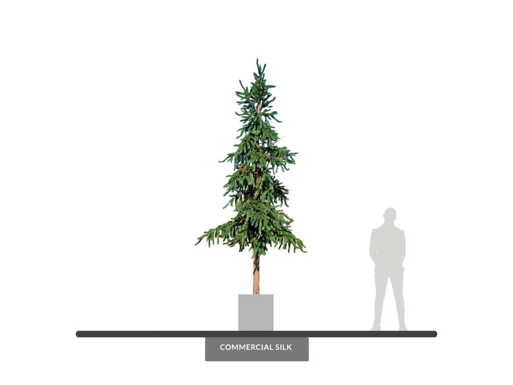 Norway Spruce Tree, 12' ID# SPN1X2