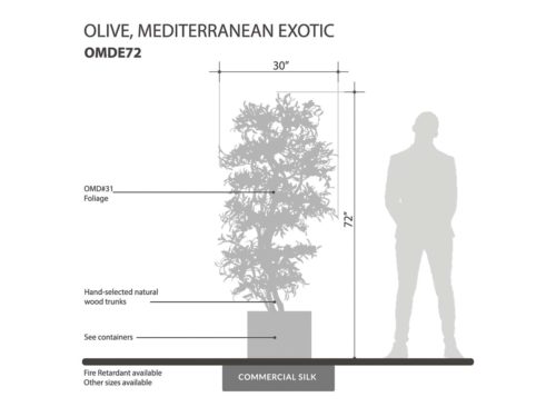 Mediterranean Olive Tree, Exotic ID# OMDE72