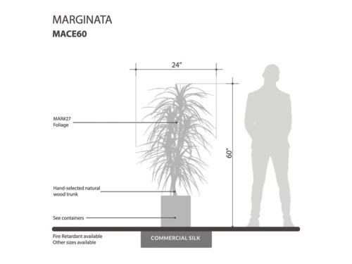 Dragon Tree ID# MACE60