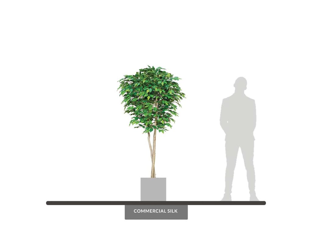 Benjamina Ficus Tree, 8' ID# FIC272