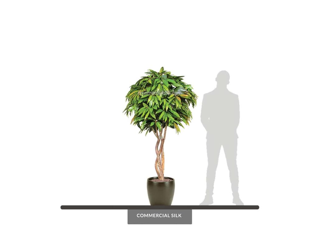 Alii Ficus Tree, 6' ID# FAC172