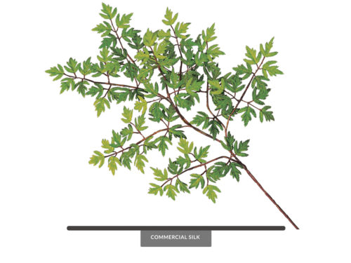 Ming Aralia Spray ID# AMG#25