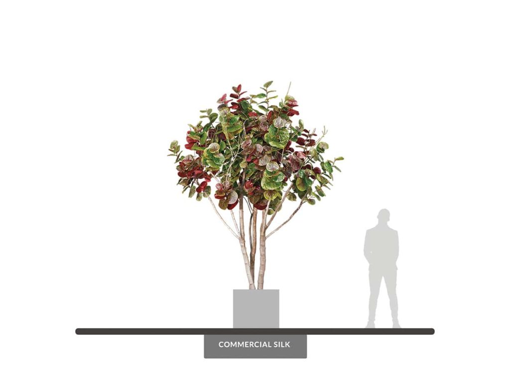 Sea Grape Tree, Autumn ID# SEAMX2