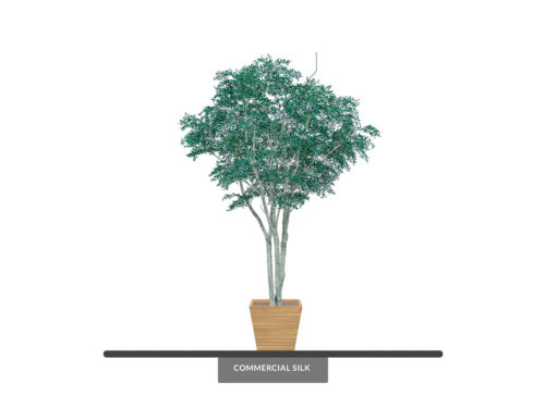 Mediterranean Olive Tree, Xanadu ID# OMDXX6
