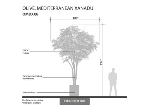 Mediterranean Olive Tree, Xanadu ID# OMDXX6