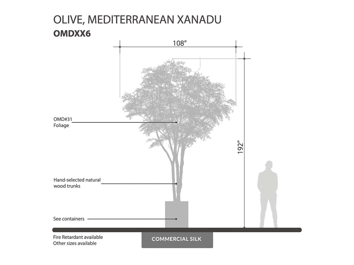 Mediterranean Olive Tree, Xanadu ID# OMDXX6