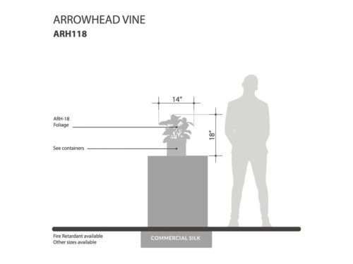 Arrowhead Vine ID# ARH118