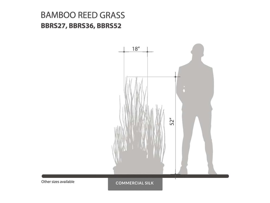 Bamboo Reed Grass ID# BBRS27, BBRS36, BBRS52