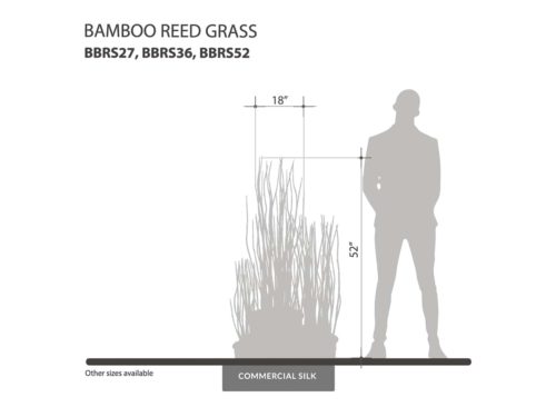 Bamboo Reed Grass ID# BBRS27, BBRS36, BBRS52