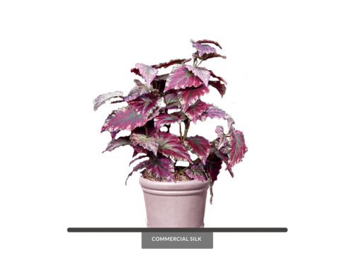 Rex Begonia Plant ID# REX121P, REX221S