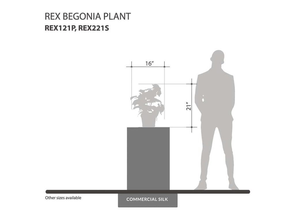 Rex Begonia Plant ID# REX121P, REX221S