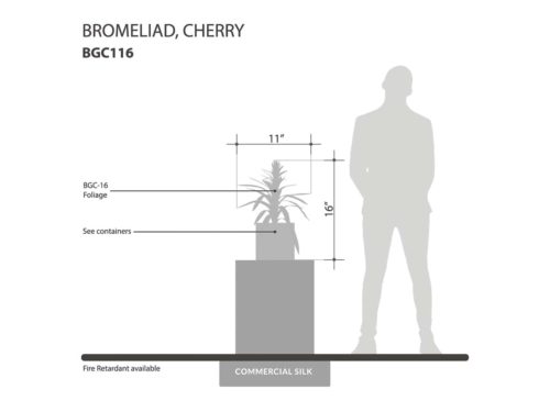 Cherry Bromeliad Plant ID# BGC116