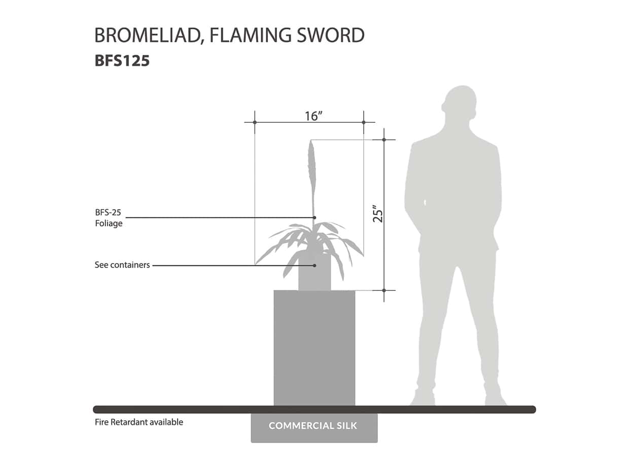 Flaming Sword Bromeliad House Plant ID# BFS125