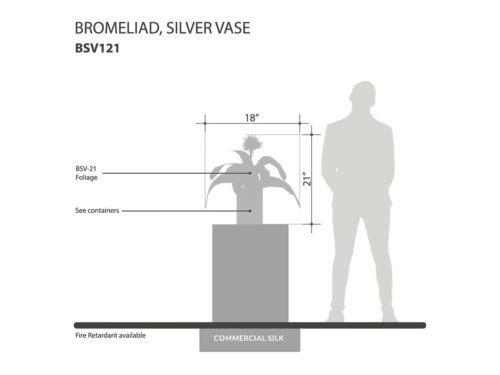 Silver Vase Bromeliad Plant ID# BSV121