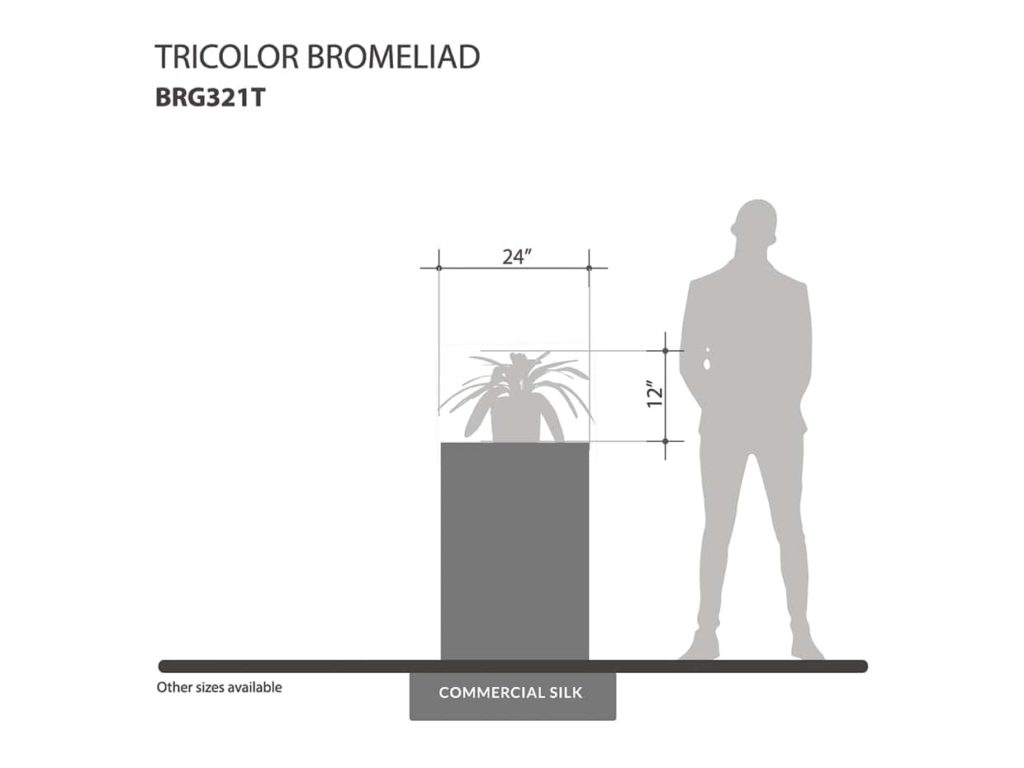 Tricolor Bromeliad Plant ID# BRG321T