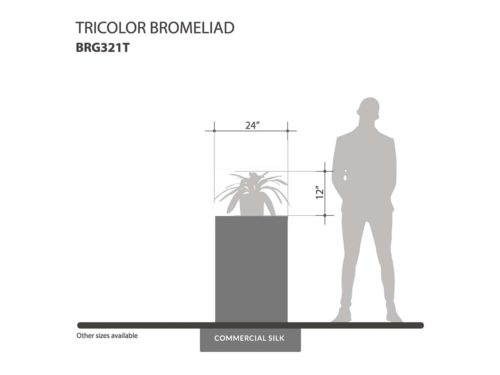 Tricolor Bromeliad Plant ID# BRG321T