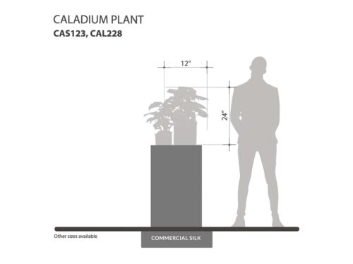 Caladium Plant ID# CAS123, CAL228