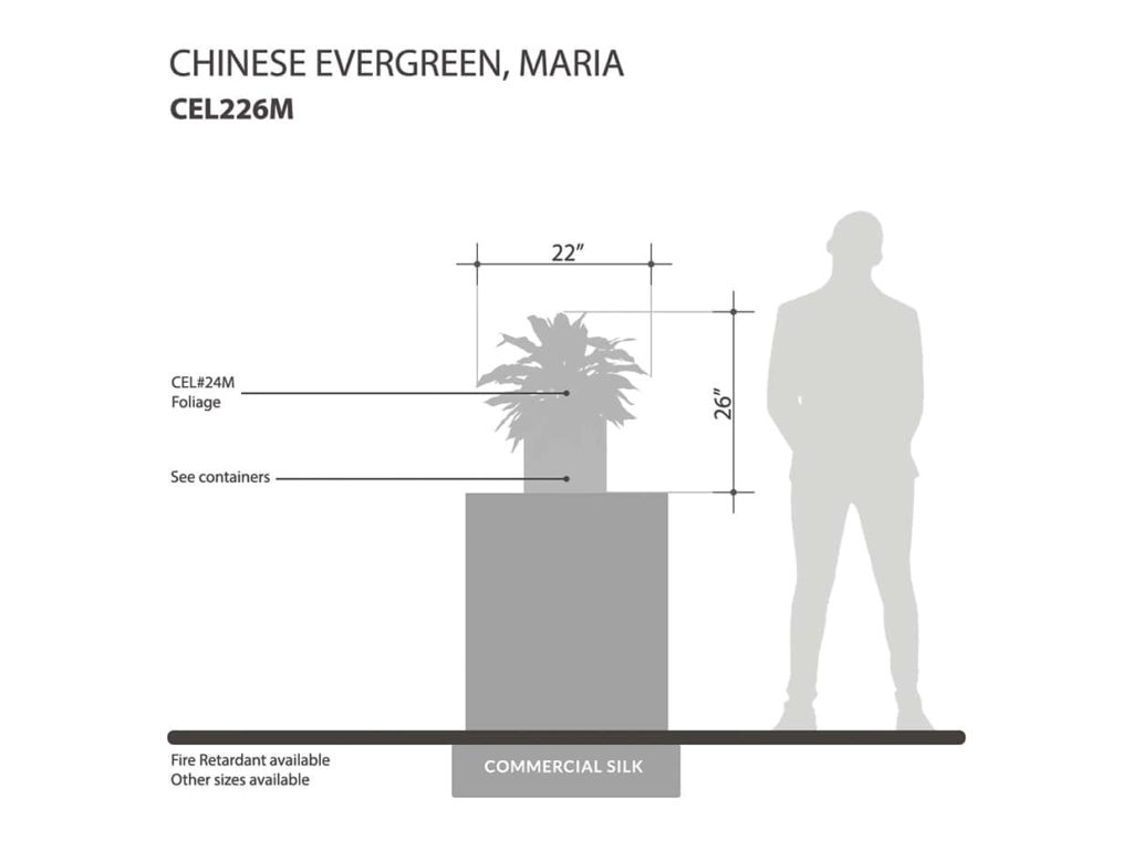 Maria Chinese Evergreen Plant ID# CEL226M