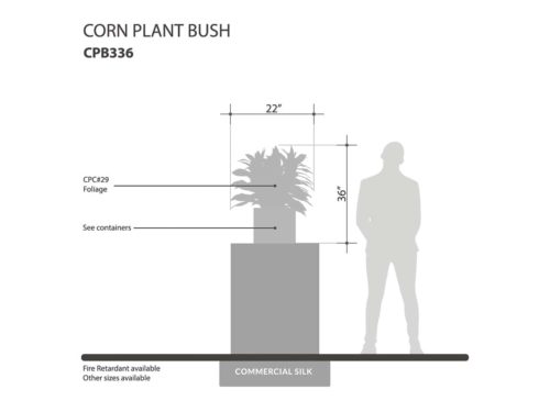 Corn Plant Plant ID# CPB336