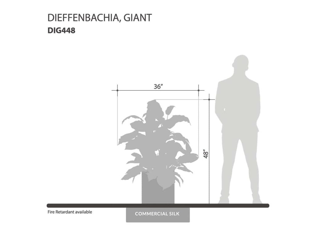 Dieffenbachia Plant ID# DIG348