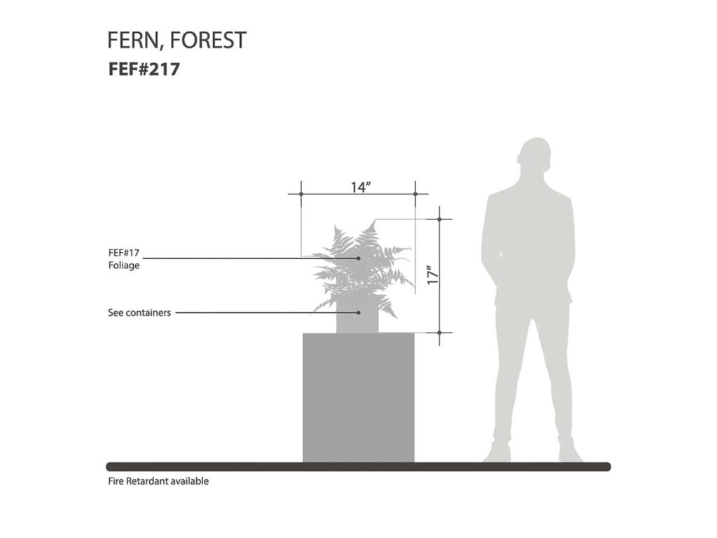 Forest Fern Plant ID# FEF217
